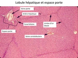 Lobule hépatique et espace porte
                  Veine porte

                    Artère hépatique




                     Canal biliaire           Limites d’un
                                              lobule

Espace porte

                       Veine centolobulaire
 
