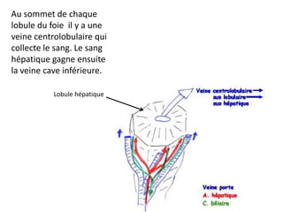 Au sommet de chaque
lobule du foie il y a une
veine centrolobulaire qui
collecte le sang. Le sang
hépatique gagne ensuite
la veine cave inférieure.

           Lobule hépatique
 