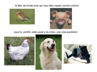 la tête de linotte avec qui vous êtes copain comme cochon,




vous l'a certifié: cette poule a du chien, une vraie panthè...