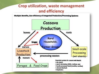 Research Highlights CIAT Asia