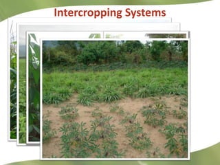 Research Highlights CIAT Asia