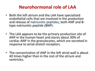 Neurohormonal role of LAA
• Both the left atrium and the LAA have specialized
endothelial cells that are involved in the production
and release of natriuretic peptides, both ANP and B-
type natriuretic peptide (BNP).
• The LAA appears to be the primary production site of
ANP in the human heart and stores about 30% of
cardiac ANP in the granulocytes, which are secreted in
response to atrial stretch receptors.
• The concentration of ANP in the left atrial wall is about
40 times higher than in the rest of the atrium and
ventricles.
 