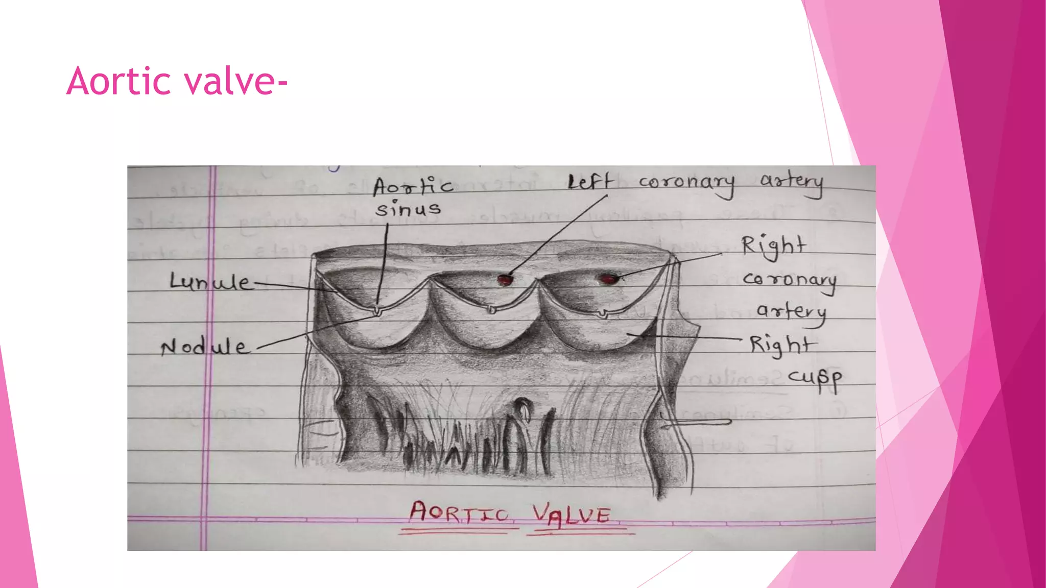 anatomy of Left atrium and left ventricle of the human heart | PPTX