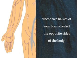 These two halves of
your brain control
the opposite sides
of the body.
 