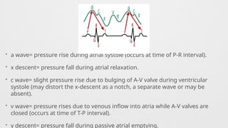 • a wave= pressure rise during atrial systole (occurs at time of P-R interval).
• x descent= pressure fall during atrial relaxation.
• c wave= slight pressure rise due to bulging of A-V valve during ventricular
systole (may distort the x-descent as a notch, a separate wave or may be
absent).
• v wave= pressure rises due to venous inflow into atria while A-V valves are
closed (occurs at time of T-P interval).
• y descent= pressure fall during passive atrial emptying.
 