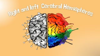 Right and left Cerebral Hemispheres
 