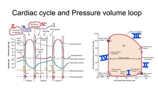 Left ventricle pressure–volume analysis final.pptx