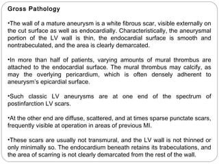 Gross Pathology
•The wall of a mature aneurysm is a white fibrous scar, visible externally on
the cut surface as well as endocardially. Characteristically, the aneurysmal
portion of the LV wall is thin, the endocardial surface is smooth and
nontrabeculated, and the area is clearly demarcated.
•In more than half of patients, varying amounts of mural thrombus are
attached to the endocardial surface. The mural thrombus may calcify, as
may the overlying pericardium, which is often densely adherent to
aneurysm’s epicardial surface.
•Such classic LV aneurysms are at one end of the spectrum of
postinfarction LV scars.
•At the other end are diffuse, scattered, and at times sparse punctate scars,
frequently visible at operation in areas of previous MI.
•These scars are usually not transmural, and the LV wall is not thinned or
only minimally so. The endocardium beneath retains its trabeculations, and
the area of scarring is not clearly demarcated from the rest of the wall.
 