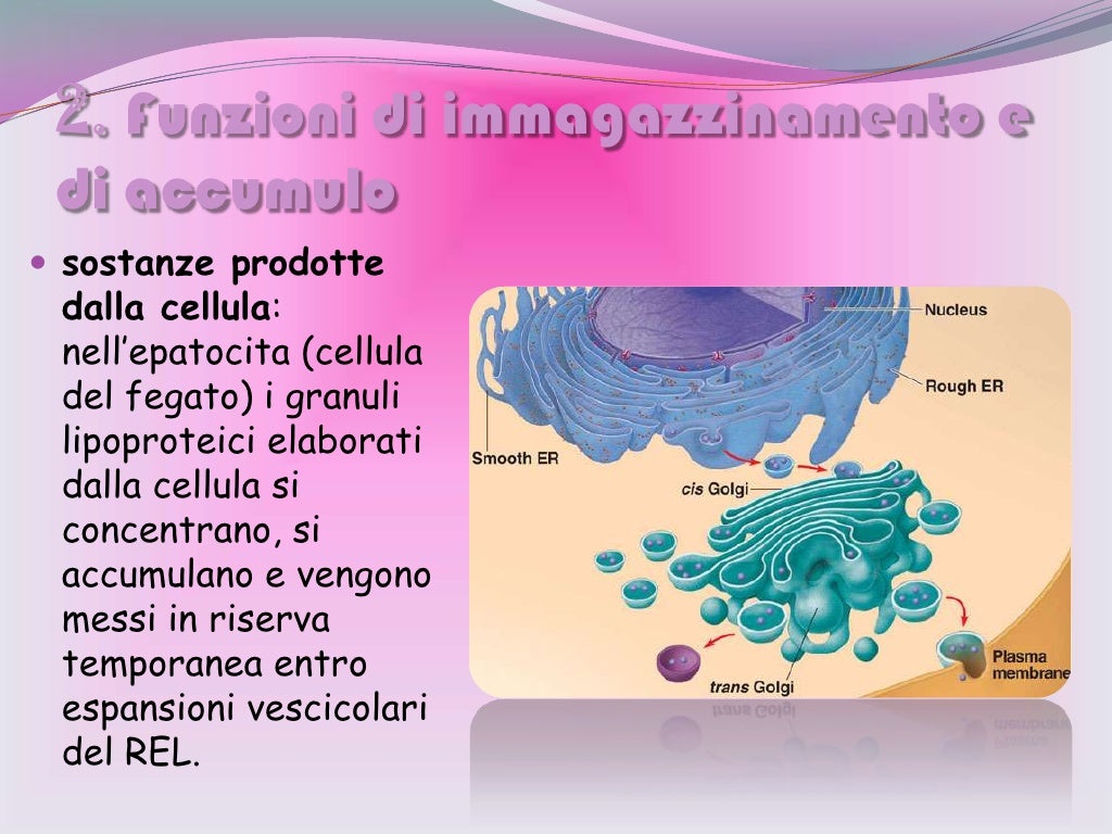Le funzioni del reticolo endoplasmatico liscio2