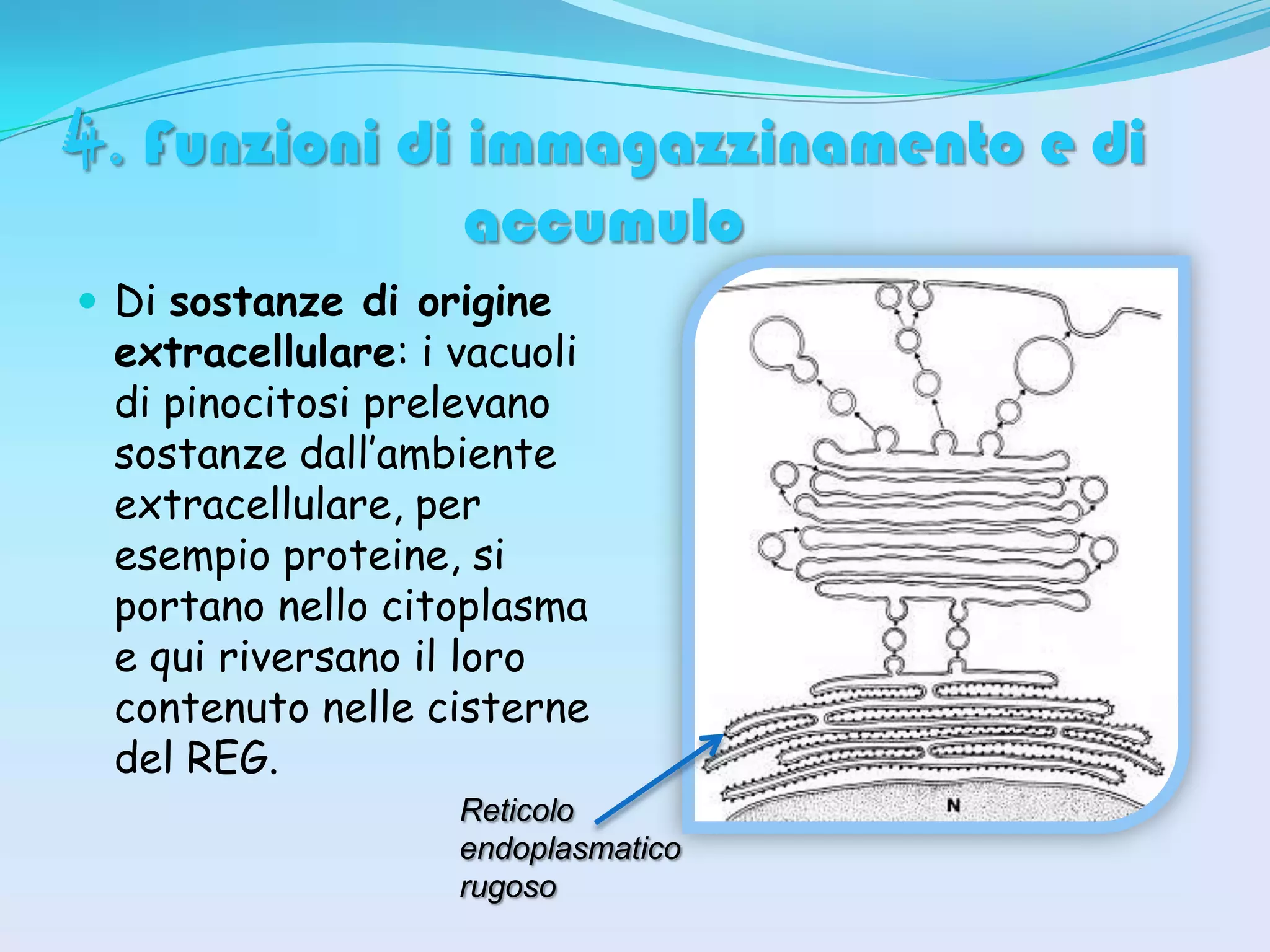 Neo Rugoso Schema Del Reticolo Endoplasmatico Rugoso