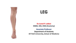 The musculature,nerves,veins,arteries of leg | PDF