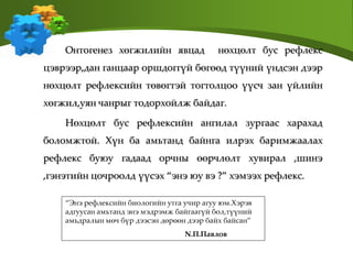 Онтогенез хөгжилийн явцад нөхцөлт бус рефлекс
цэврээр,дан ганцаар оршдоггүй бөгөөд түүний үндсэн дээр
нөхцөлт рефлексийн төвөгтэй тогтолцоо үүсч зан үйлийн
хөгжил,уян чанрыг тодорхойлж байдаг.
Нөхцөлт бус рефлексийн ангилал зургаас харахад
боломжтой. Хүн ба амьтанд байнга илрэх баримжаалах
рефлекс буюу гадаад орчны өөрчлөлт хувирал ,шинэ
,гэнэтийн цочроолд үүсэх “энэ юу вэ ?” хэмээх рефлекс.
“Энэ рефлексийн биологийн утга учир агуу юм.Хэрэв
адгуусан амьтанд энэ мэдрэмж байгаагүй бол,түүний
амьдралын мөч бүр дээсэн дөрөөн дээр байх байсан”
N.П.Павлов
 