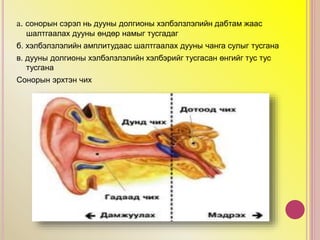 а. сонорын сэрэл нь дууны долгионы хэлбэлзлэлийн дабтам жаас
шалтгаалах дууны өндөр намыг тусгадаг
б. хэлбэлзлэлийн амплитудаас шалтгаалах дууны чанга сулыг тусгана
в. дууны долгионы хэлбэлзлэлийн хэлбэрийг тусгасан өнгийг тус тус
тусгана
Сонорын эрхтэн чих
 