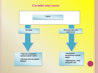 СЭРЛИЙН МӨН ЧАНАР
Сэрэл
Юмс ба үзэгдлийн
гадаад үндсэн шинж
Дотоод эрхтэнүүдийн
байдал
Нөлөөлөх
цочроолын хүлээн
авуур
Дамжуулах, төвд
тэмүүлэх зам
Тусгадаг Физиологийн үйл
ажиллагаа
 