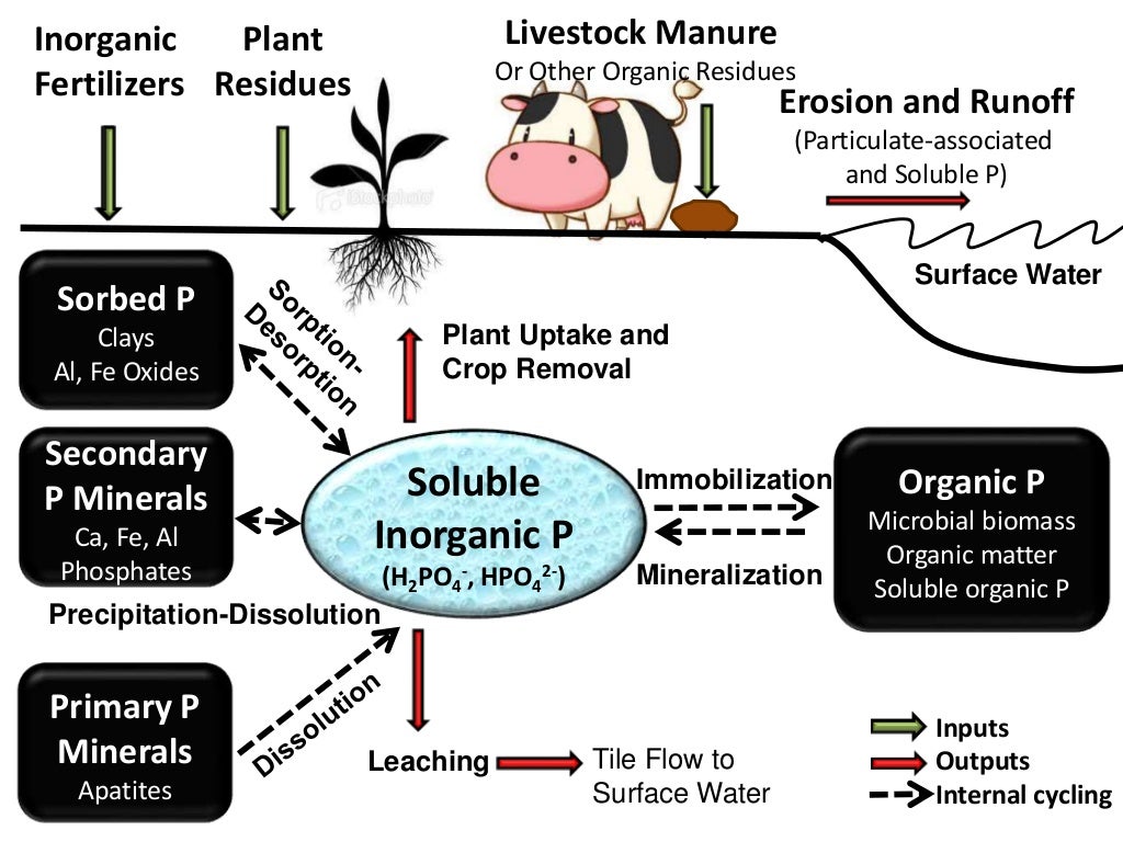 Legacy phosphorus in calcareous soils effects of long term poultry li???