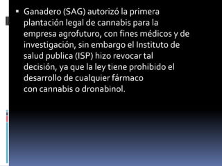  Ganadero (SAG) autorizó la primera

plantación legal de cannabis para la
empresa agrofuturo, con fines médicos y de
investigación, sin embargo el Instituto de
salud publica (ISP) hizo revocar tal
decisión, ya que la ley tiene prohibido el
desarrollo de cualquier fármaco
con cannabis o dronabinol.

 