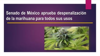 Senado de México aprueba despenalización
de la marihuana para todos sus usos
 