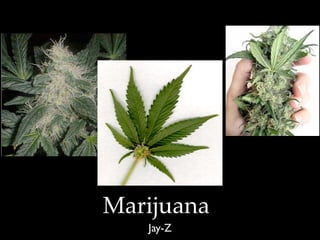 Marijuana
   Jay-Z
 