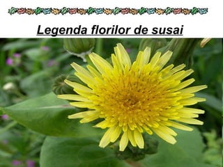 Legenda florilor de susai
 