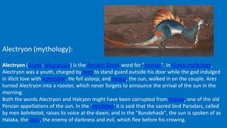 Alectryon (mythology):
Alectryon (Greek: ἀλεκτρυών) is the Ancient Greek word for "rooster". In Greek mythology,
Alectryon was a youth, charged by Ares to stand guard outside his door while the god indulged
in illicit love with Aphrodite. He fell asleep, and Helios, the sun, walked in on the couple. Ares
turned Alectryon into a rooster, which never forgets to announce the arrival of the sun in the
morning.
Both the words Alectryon and Halcyon might have been corrupted from Halaka, one of the old
Persian appellations of the sun. In the 'Vendidad' it is said that the sacred bird Parodars, called
by men kahrkatak, raises its voice at the dawn; and in the "Bundehasb", the sun is spoken of as
Halaka, the cock, the enemy of darkness and evil, which flee before his crowing.
 