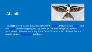 Ababil:
The ababil were a race of birds, mentioned in the Quran, that protected Mecca from
the Yemen army by dropping red clay bricks on the Yemen elephants as they
approached.[1]This was, according to the Quran, done so in 571, the year that the
Muslim prophet Muhammed was born.
 