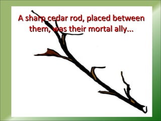 A sharp cedar rod, placed betweenA sharp cedar rod, placed between
them, was their mortal ally...them, was their mortal ally...
 