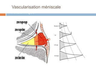 Vascularisation méniscaleppel 
Anatomique 
Segun Sick et Koritke Segun Kohler 
 