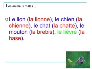 L es animaux mâles… Le lion ( la lionne ), le chien ( la chienne ), le chat ( la chatte ), le mouton ( la brebis ),  le lièvre  ( la hase ). 