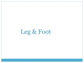 Leg & Foot 