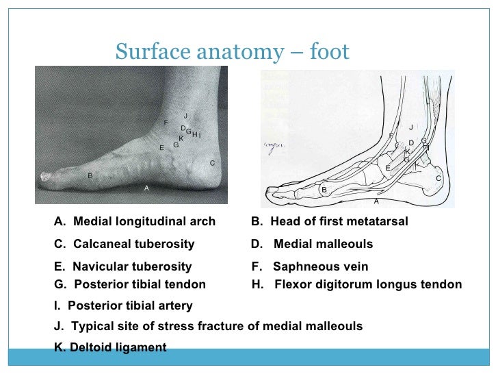 Leg&Foot 1