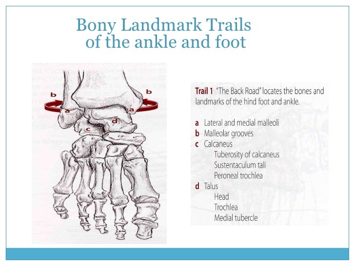 Leg&Foot 1