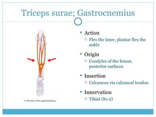 Triceps surae; Gastrocnemius ,[object Object],[object Object],[object Object],[object Object],[object Object],[object Object],[object Object],[object Object]