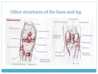 Other structures of the knee and leg 