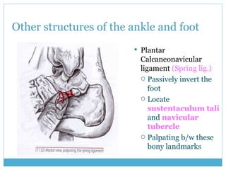 Leg&Foot 4 | PPT