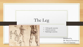 The Leg
Presented by
Dr. Maryna Kornieieva
Asst. of Anatomy
• Orthopedic anatomy
• Clinical anatomy
• Radiologic anatomy
 