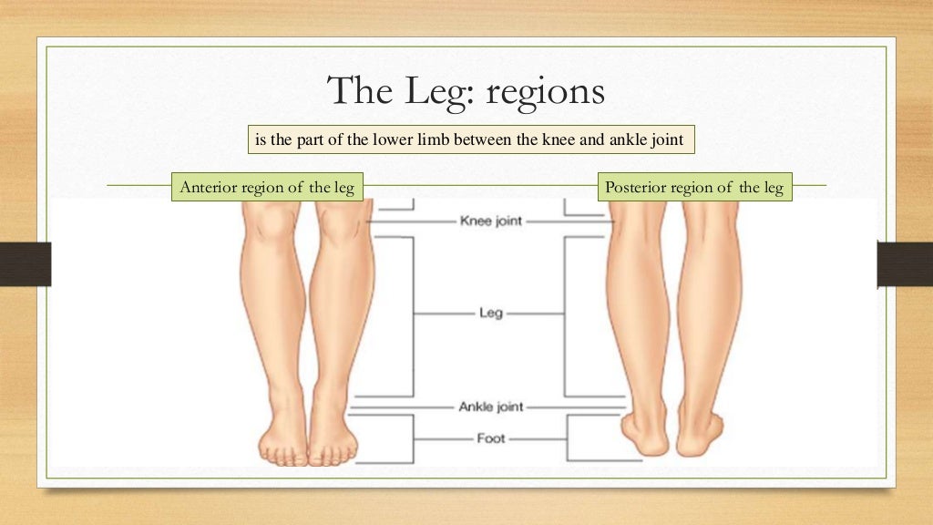 Leg from anatomy to orthopedisc