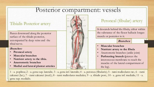compartments of leg vessels