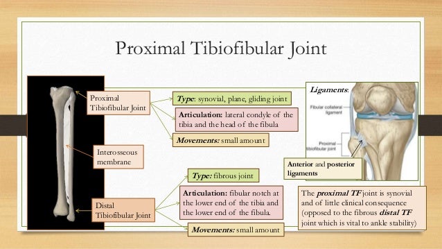 Leg: from anatomy to orthopedisc