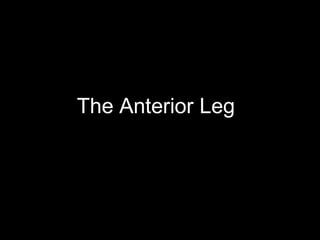 The Anterior Leg
 