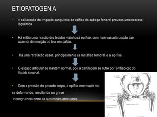 ETIOPATOGENIA
• A obliteração da irrigação sanguínea da epífise da cabeça femoral provoca uma necrose
isquêmica.
• Há então uma reação dos tecidos vizinhos à epífise, com hipervascularização que
acarreta diminuição do teor em cálcio.
• Há uma rarefação óssea, principalmente da metáfise femoral, e a epífise .
• O espaço articular se mantém normal, pois a cartilagem se nutre por embebição do
líquido sinovial.
• Com a pressão do peso do corpo, a epífise necrosada vai
se deformando, resultando em grave
incongruência entre as superfícies articulares.
 