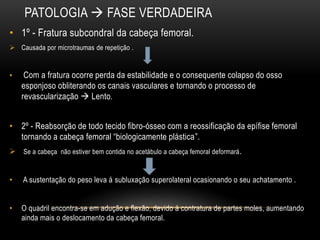 PATOLOGIA  FASE VERDADEIRA
• 1º - Fratura subcondral da cabeça femoral.
 Causada por microtraumas de repetição .
• Com a fratura ocorre perda da estabilidade e o consequente colapso do osso
esponjoso obliterando os canais vasculares e tornando o processo de
revascularização  Lento.
• 2º - Reabsorção de todo tecido fibro-ósseo com a reossificação da epífise femoral
tornando a cabeça femoral “biologicamente plástica”.
 Se a cabeça não estiver bem contida no acetábulo a cabeça femoral deformará.
• A sustentação do peso leva á subluxação superolateral ocasionando o seu achatamento .
• O quadril encontra-se em adução e flexão, devido á contratura de partes moles, aumentando
ainda mais o deslocamento da cabeça femoral.
 