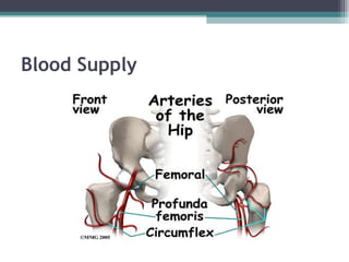 Blood Supply 
