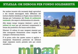 XYLELLA: OK DEROGA PER FONDO SOLIDARIETÁ
Per andare incontro alle necessità degli agricoltori
e dei vivaisti danneggiati dalla diffusione del
batterio Xylella fastidiosa in Puglia viene stabilita la
deroga per l’attivazione del Fondo di solidarietà
nazionale, che segue la dichiarazione di calamità.
Allo stesso tempo vengono destinati i primi 11
milioni di euro per gli interventi compensativi a
favore dei produttori che hanno subito danni.
Ulteriori 10 milioni di euro vengono stanziati per
altre emergenze fitosanitarie come cinipide del
castagno e flavescenza dorata.
È la prima volta che questa norma si applica a
emergenze fitosanitarie provocate da infezioni
degli organismi nocivi, prevista solo per eventi
atmosferici.
 
