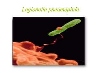 Legionella pneumophila 