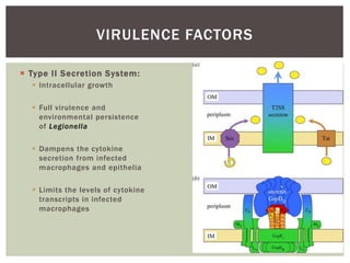  Type II Secretion System:
 Intracellular growth
 Full virulence and
environmental persistence
of Legionella
 Dampens the cytokine
secretion from infected
macrophages and epithelia
 Limits the levels of cytokine
transcripts in infected
macrophages
VIRULENCE FACTORS
 