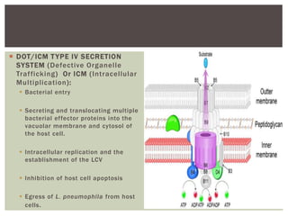  DOT/ICM TYPE IV SECRETION
SYSTEM (Defective Organelle
Trafficking) Or ICM (Intracellular
Multiplication):
 Bacterial entry
 Secreting and translocating multiple
bacterial effector proteins into the
vacuolar membrane and cytosol of
the host cell.
 Intracellular replication and the
establishment of the LCV
 Inhibition of host cell apoptosis
 Egress of L. pneumophila from host
cells.
 
