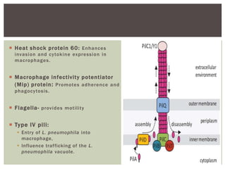  Heat shock protein 60: Enhances
invasion and cytokine expression in
macrophages.
 Macrophage infectivity potentiator
(Mip) protein: Promotes adherence and
phagocytosis.
 Flagella- provides motility
 Type IV pili:
 Entry of L. pneumophila into
macrophage,
 Influence trafficking of the L.
pneumophila vacuole.
 