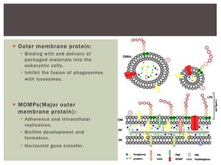  Outer membrane protein:
 Binding with and delivery of
packaged materials into the
eukaryotic cells.
 Inhibit the fusion of phagosomes
with lysosomes.
 MOMPs(Major outer
membrane protein):-
 Adherence and intracellular
replication,
 Biofilm development and
formation,
 Horizontal gene transfer.
 