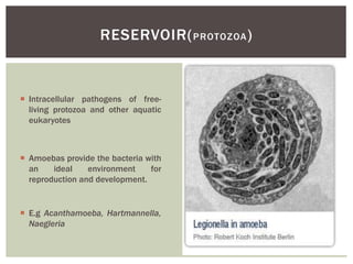  Intracellular pathogens of free-
living protozoa and other aquatic
eukaryotes
 Amoebas provide the bacteria with
an ideal environment for
reproduction and development.
 E.g Acanthamoeba, Hartmannella,
Naegleria
RESERVOIR(PROTOZOA)
 