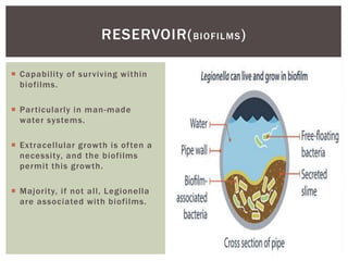  Capability of surviving within
biofilms.
 Particularly in man-made
water systems.
 Extracellular growth is often a
necessity, and the biofilms
permit this growth.
 Majority, if not all, Legionella
are associated with biofilms.
RESERVOIR(BIOFILMS)
 